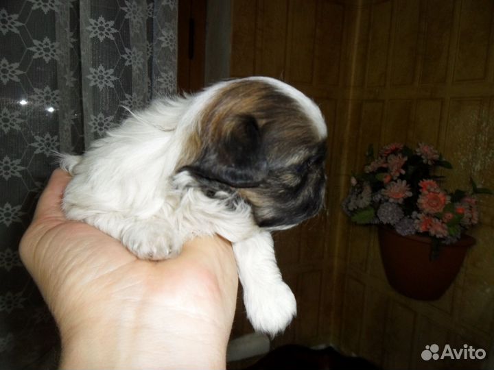 Пекинесики