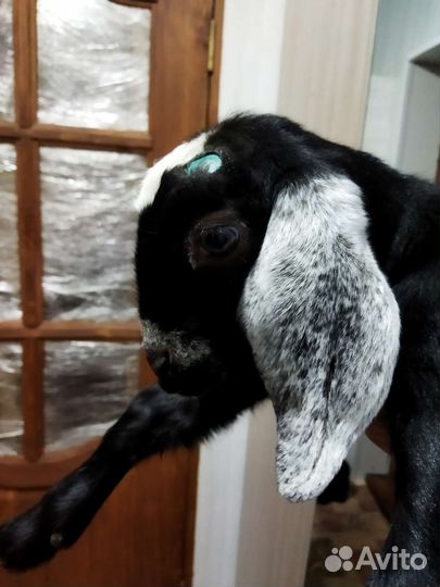 Продажа коз,козлят