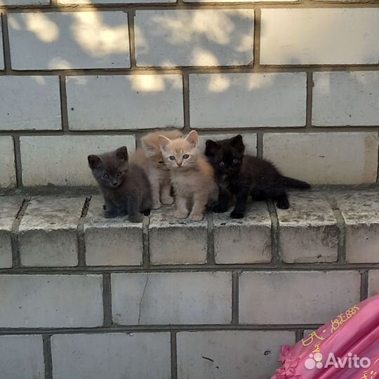 Кошки бесплатно