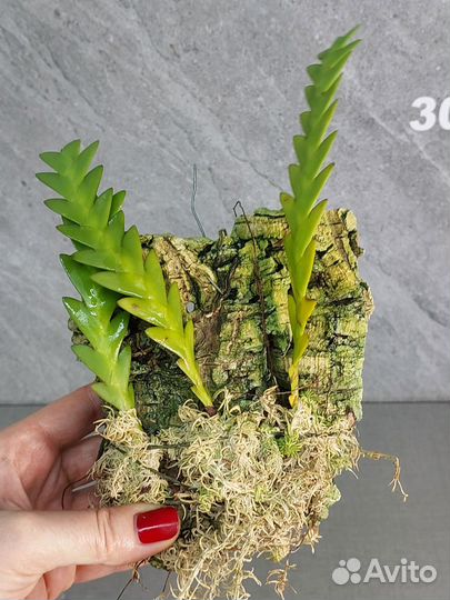 Dendrobium keithii Азия