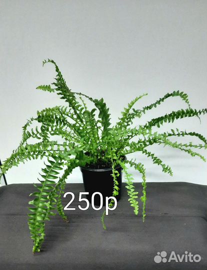 Комнатные растения