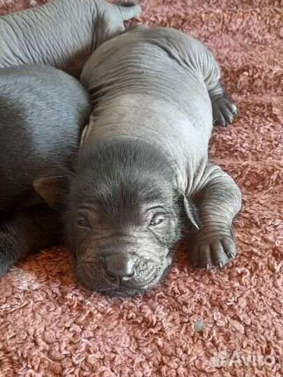 Мексиканская голая собака