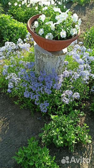 Цветы Вербейник, флокс шиловид, ландыш