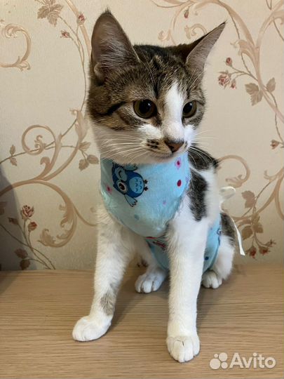 Ласковая Лея в добрые руки