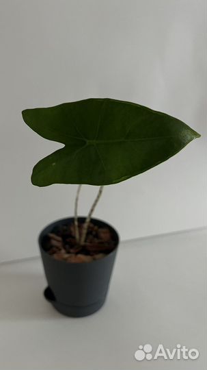 Алоказия зебрина