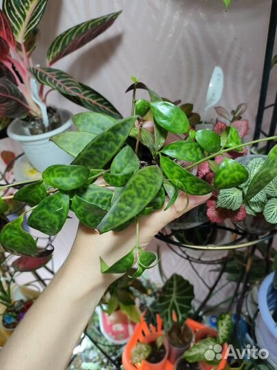 Хойя аглаонема филодендрон