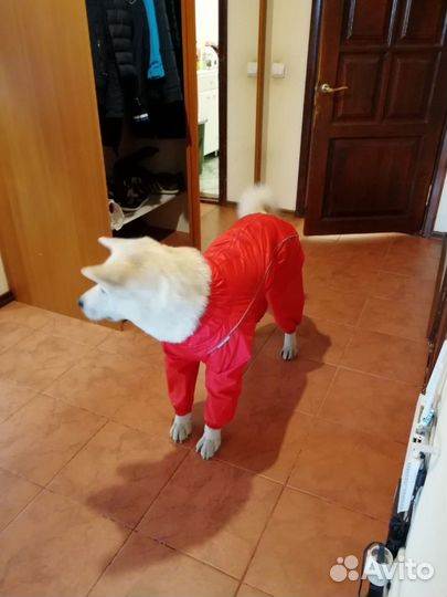 Комбинезон для кобеля