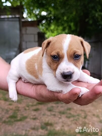 Щенки Джек рассел терьер