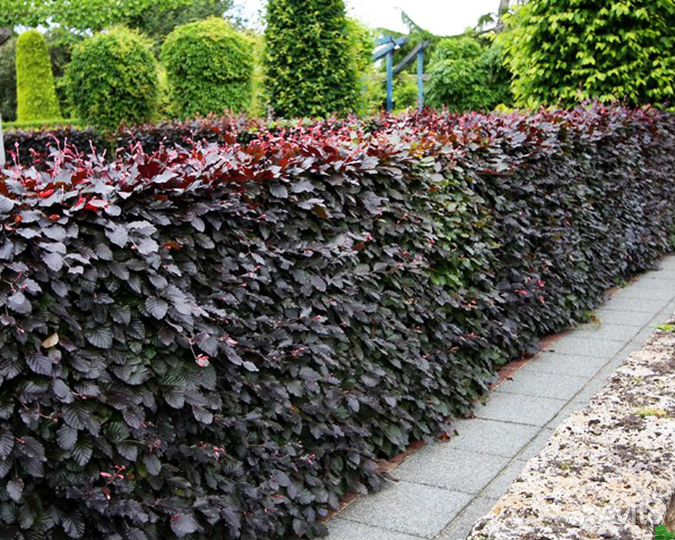 Пузыреплодник