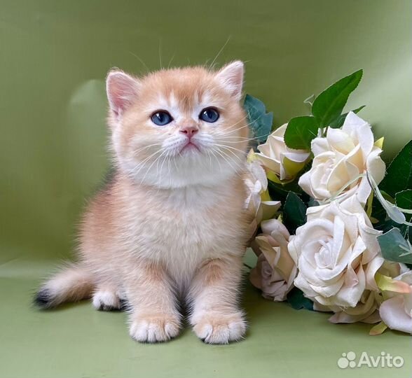 Британские девочки золотой шиншиллы