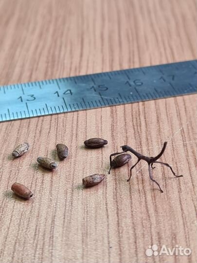 Редкие палочники Achrioptera fallax -яйца