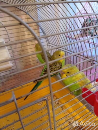 Птенцы волнистый попугай