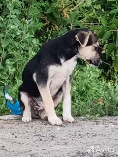 Щенок на трассе