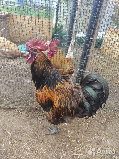 Петухи, курочки