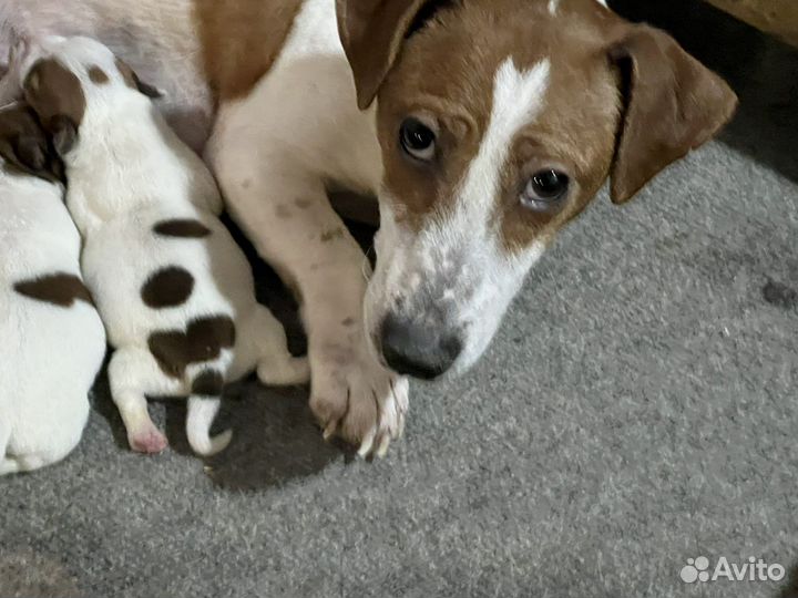 Щенки джек рассел терьер