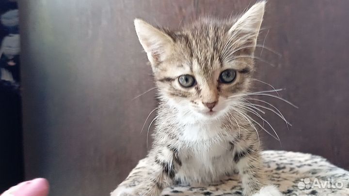 Британская девочка котенок