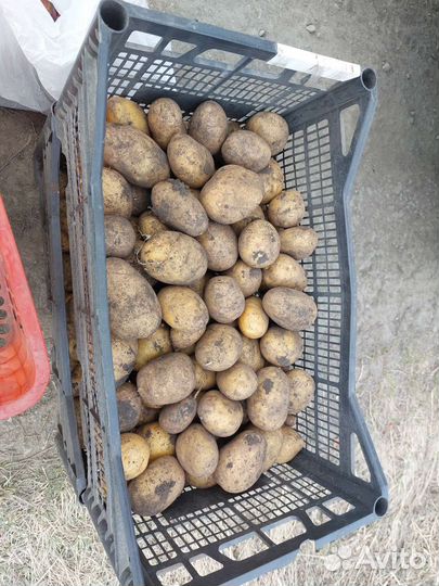 Семенной картофель тулеевский гала