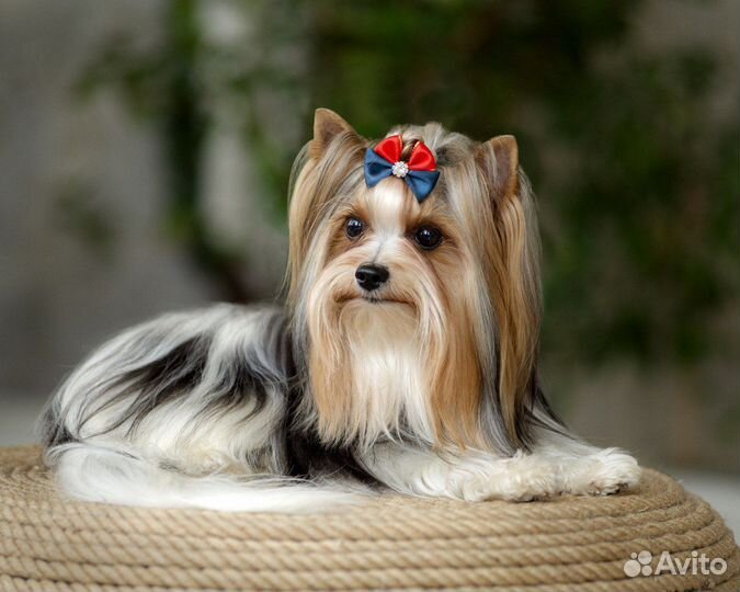 Вязка собак Бивер