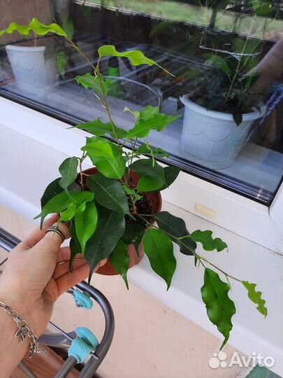 Фикус бенджамина.голден моник