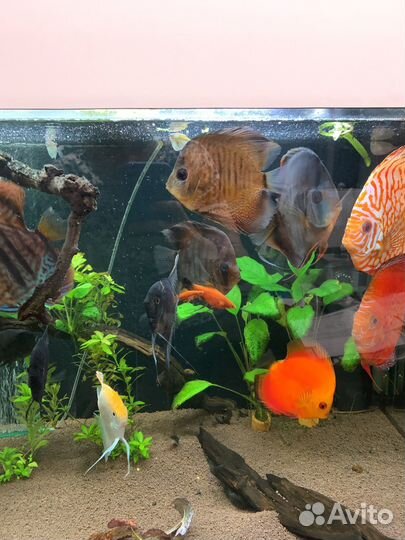Аквариумные рыбки и растения