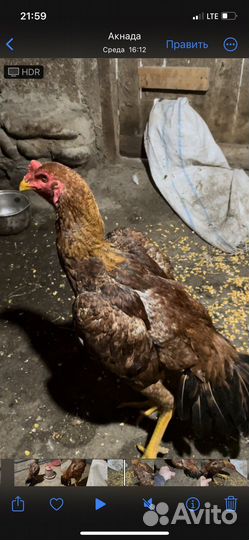 Бойцовая птица