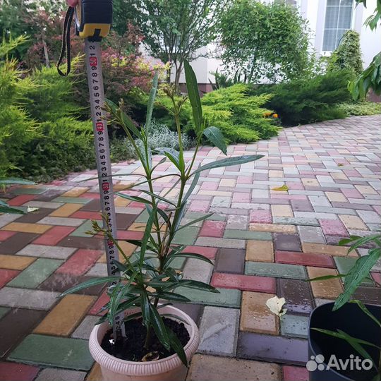 Олеандр махровый