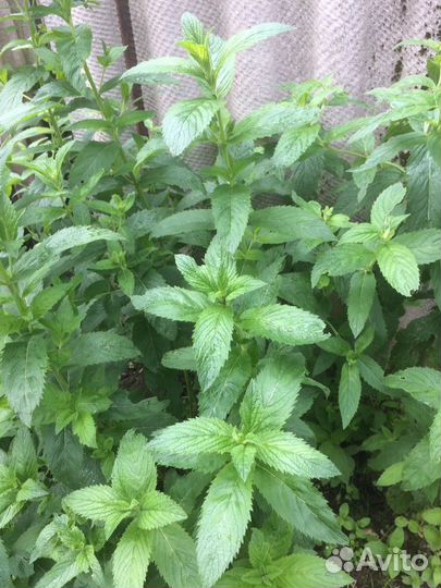 Мята, мелисса рассада, свежая зеленая, сушенная