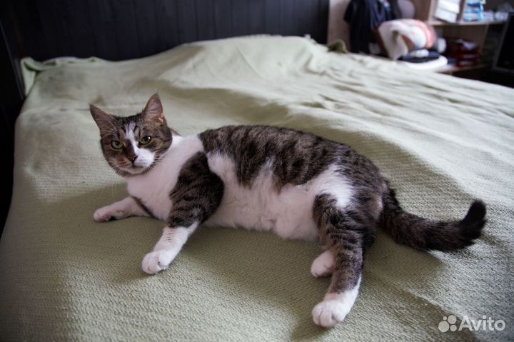 Мудрая кошечка ищет дом