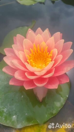 Растения для пруда