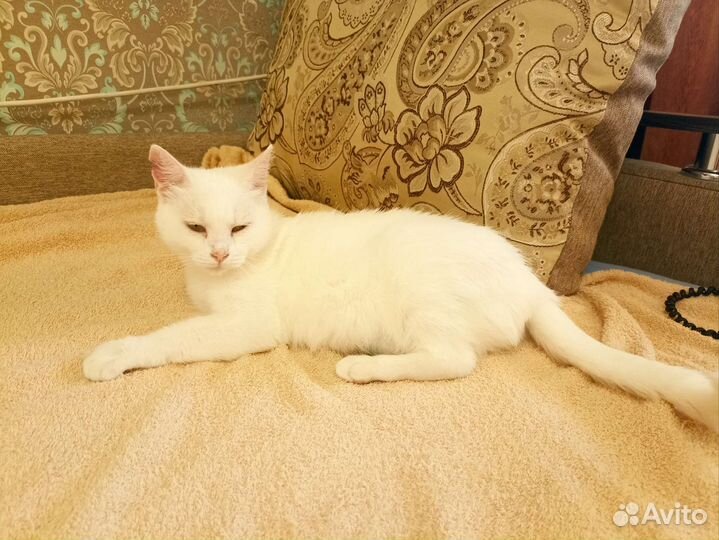Кошка в добрые руки