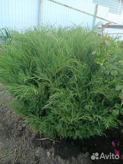 Можжевельник