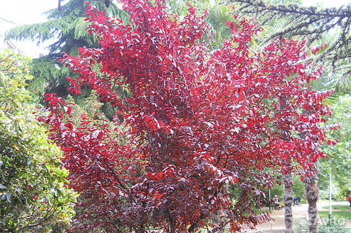 Саженцы (краснолистной) сливы и алычи