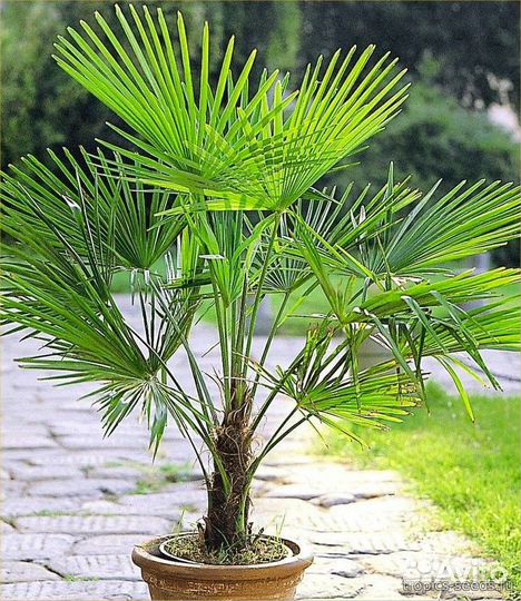 Пальма Трахикарпус Форчуна зимостойкая