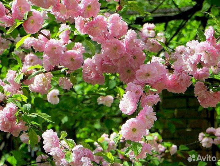 Луизеания - Миндаль Снега Уимуры