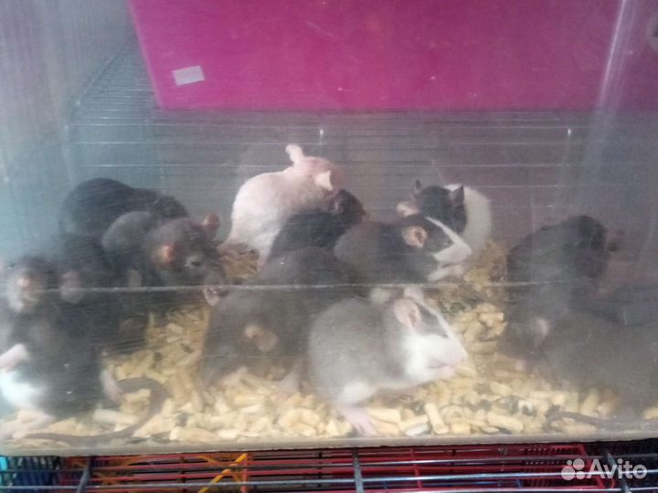 Декоративные крысы