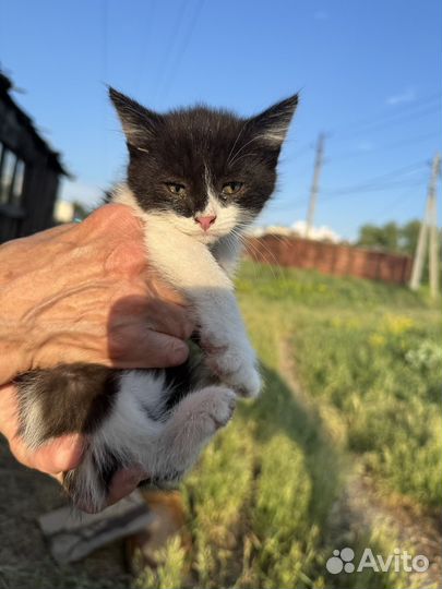 Котенок в добрые руки