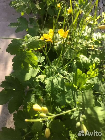 Мазь восковая с чистотелом