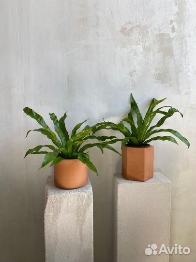 Папоротник асплениум, горшок 