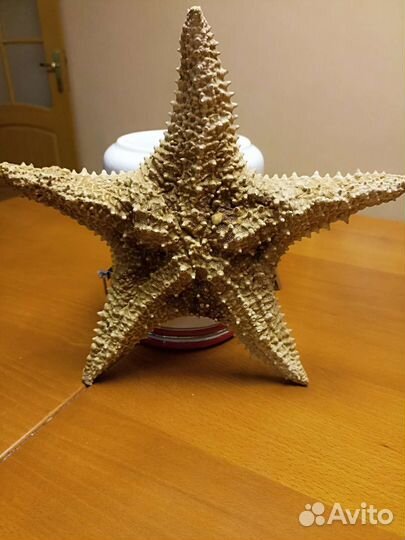 Звезда морская Вьетнам