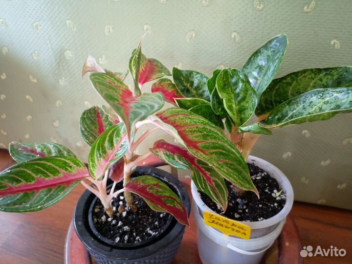 Комнатные растения