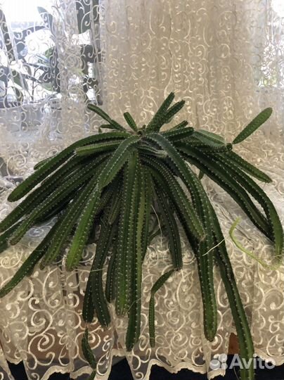 Гилоцереус