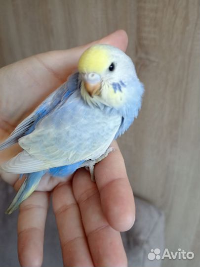 Птенцы волнистый попугай