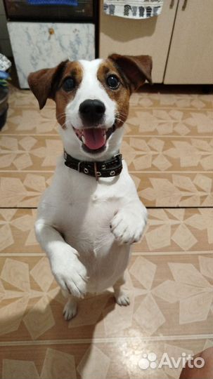 Джек рассел терьер девочка