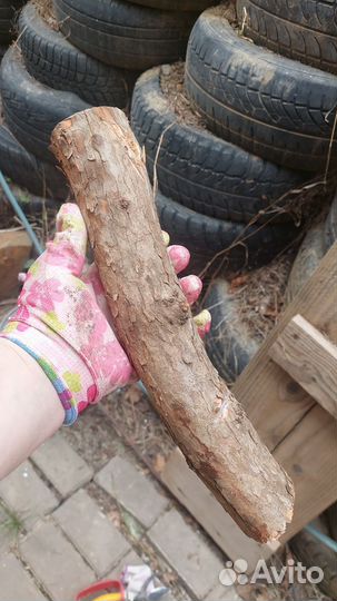 Стволы,слебы,спилы кизила