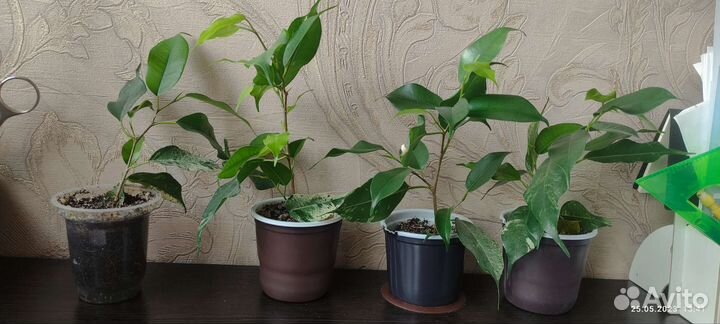 Фикусы сортовые