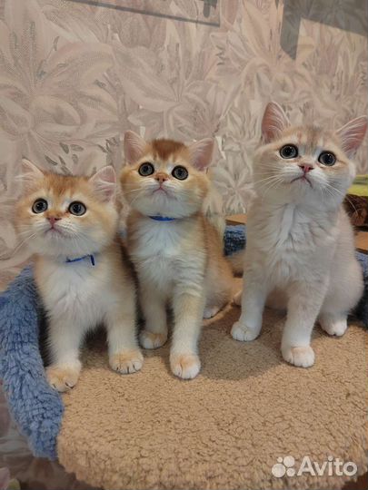 Британские золотые котята