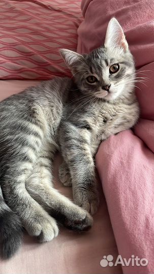Котята в добрые руки мальчики