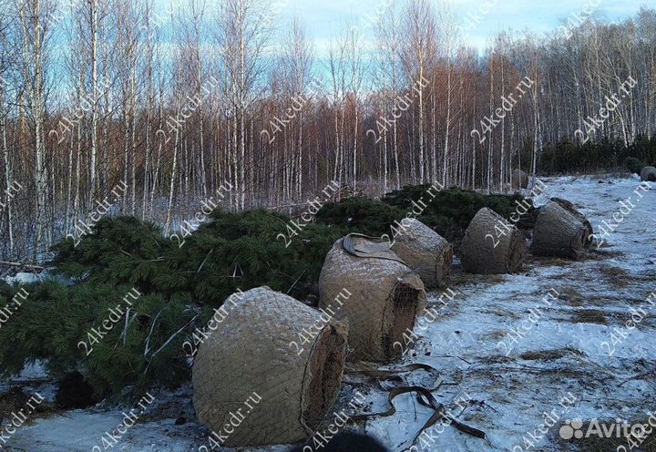 Дерево кедра