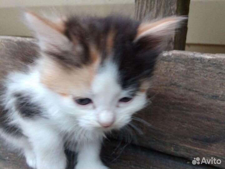 Котята в добрые руки бесплатно