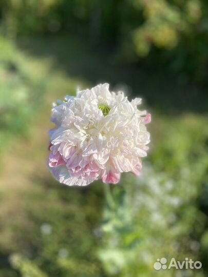 Семена однолетнего мака